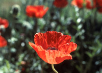 poppy
