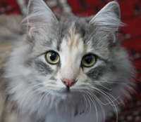 pet photography